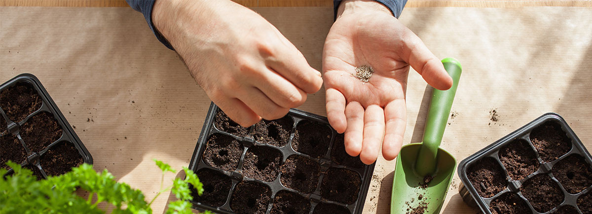 Hands holding seeds above a green trowel and trays of soil.