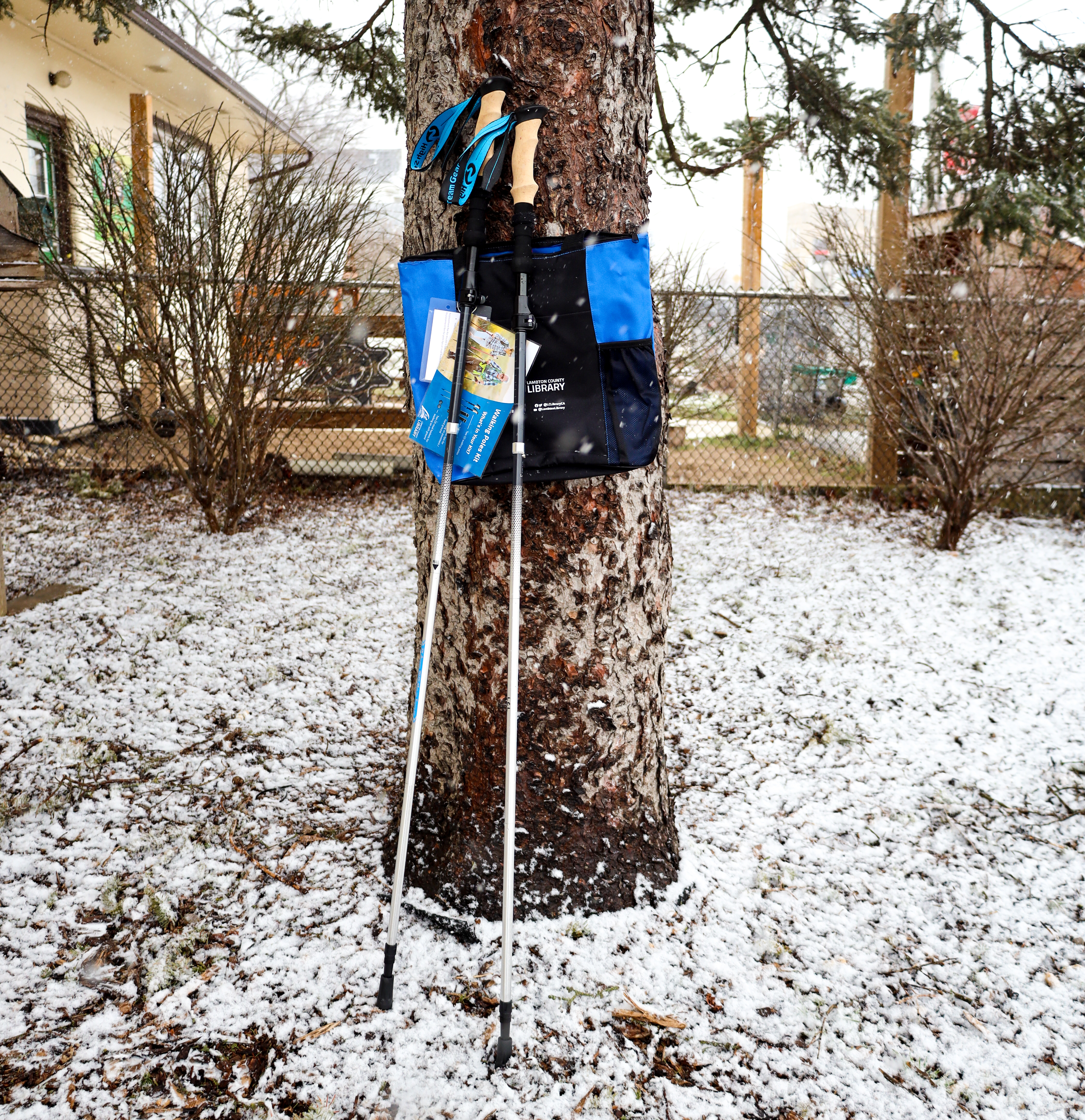 walking poles leaning on a tree trunk in the snow.