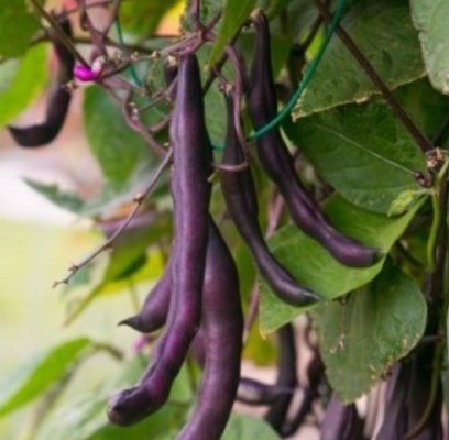 Purple bean hanging from plant.