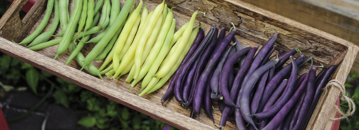 Green, yellow, and purple beans in a wood planter box.