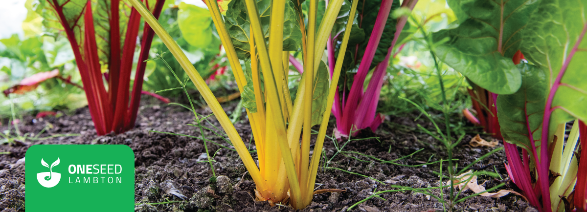 Colorful Swiss chard stems growing in soil with the OneSeed Lambton logo in the corner.