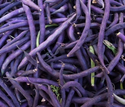Pile of purple beans.