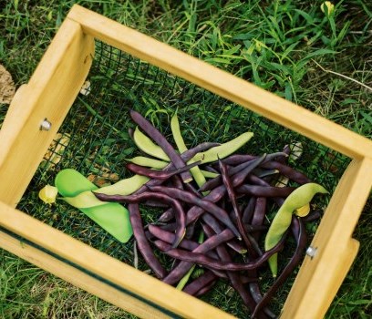 purple and green beans in a wire basket.
