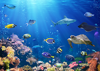 Under the sea with tropical ocean fish.