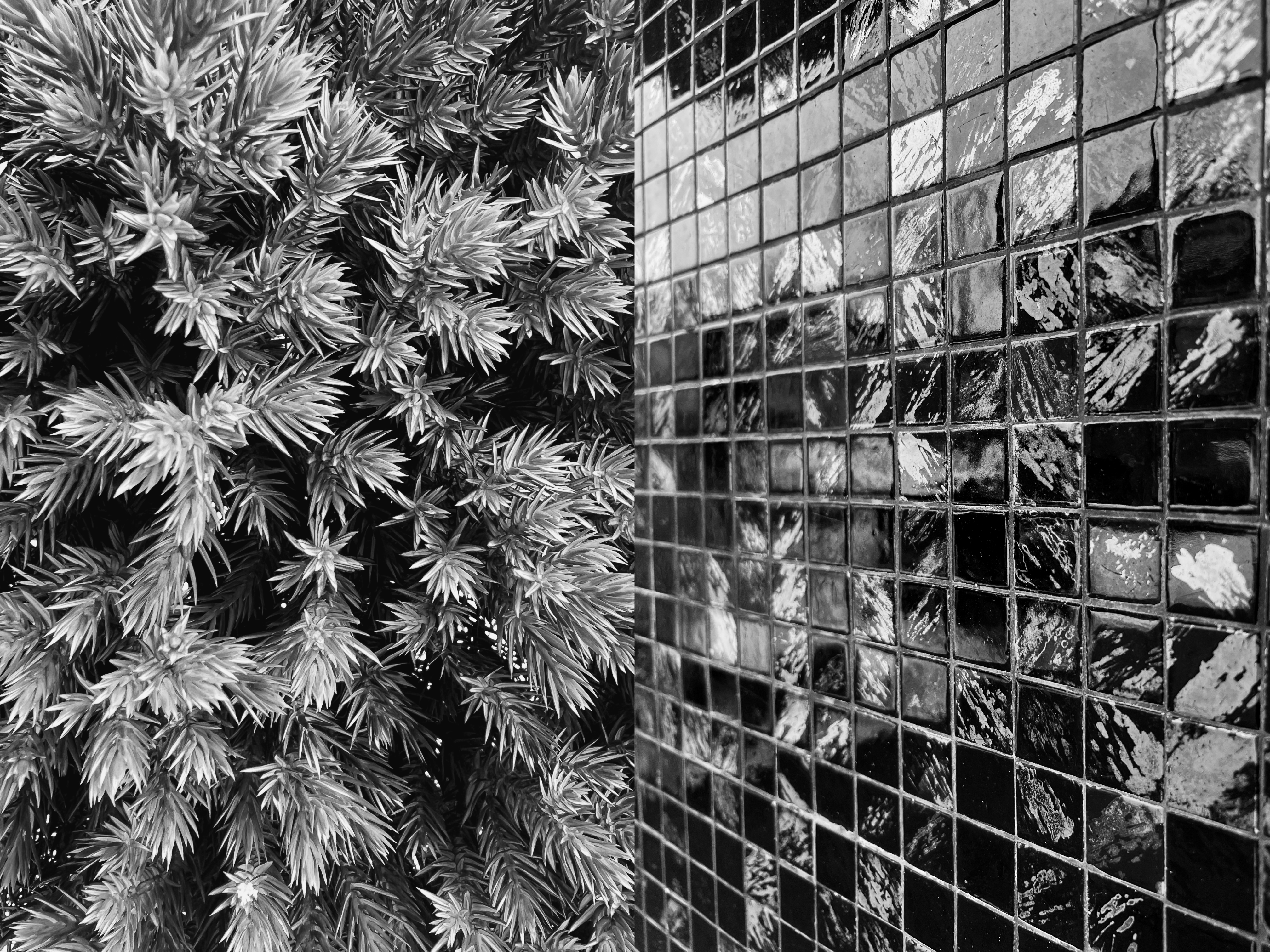 Black‑and‑white split image showing dense, textured evergreen foliage on the left and a glossy tiled wall with small square tiles on the right.