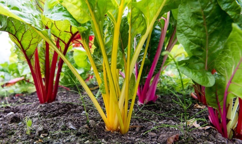 rainbow swiss chard 