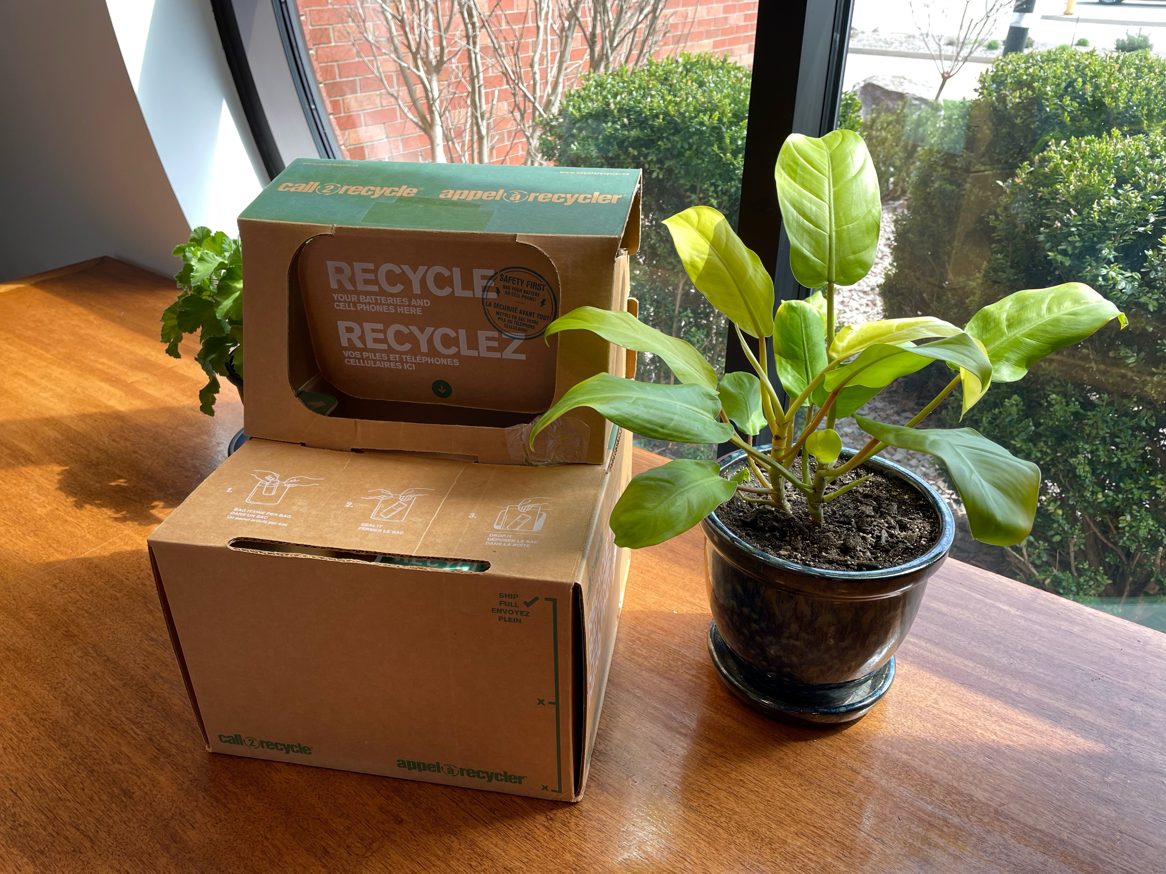 Call2Recycle battery recycling box in a sunny room between two houseplants.